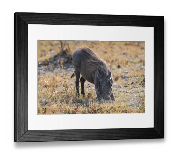 Framed Print : Common Warthog (Phacochoerus africanus)