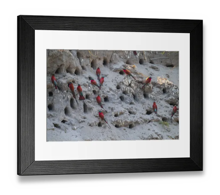 Framed Print : Breeding caves on the banks of the Kwando Framed Print : Breeding caves on the banks of the Kwando