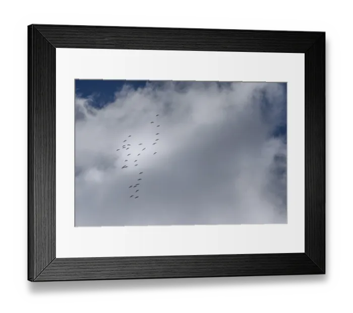 Framed Print : Cranes flying high up under clouds (Grus grus) Framed Print : Cranes flying high up under clouds (Grus grus)