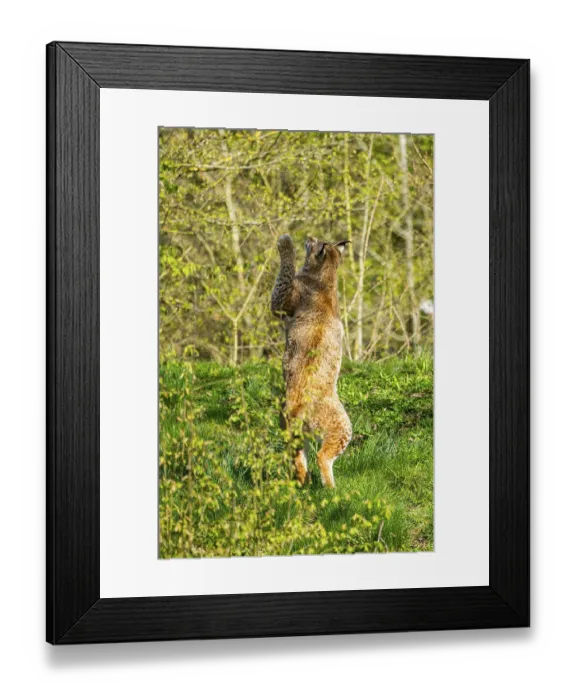Framed Print : Eurasian lynx (Lynx lynx) jumping in the air Framed Print : Eurasian lynx (Lynx lynx) jumping in the air