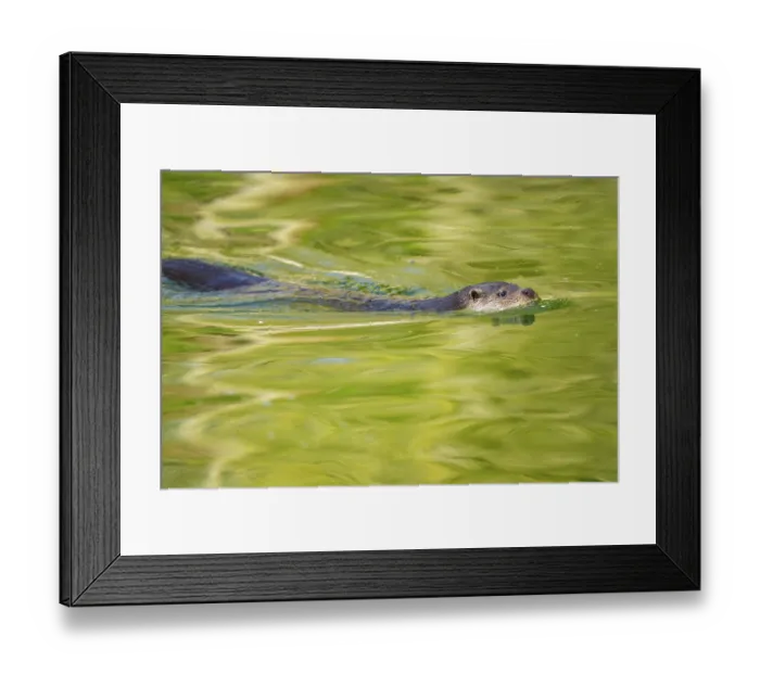 Framed Print : Eurasian otter (Lutra lutra) swimming in the water of a little lake Framed Print : Eurasian otter (Lutra lutra) swimming in the water of a little lake