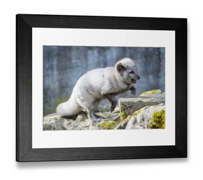 Framed Print : Arctic fox (Vulpes lagopus) running over rocks
