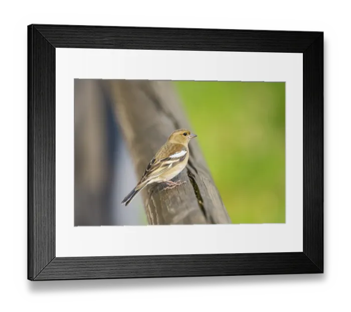 Framed Print : Eurasian chaffinch (Fringilla coelebs) sitting on a wood