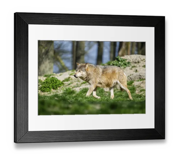Framed Print : Eastern wolf (Canis lupus lycaon) walking on a meadow