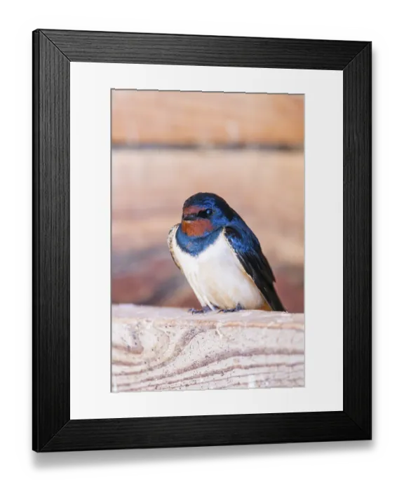 Framed Print : Barn swallow (Hirundo rustica) sitting on a wood