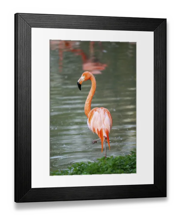 Framed Print : American flamingo (Phoenicopterus ruber) standing in the water Framed Print : American flamingo (Phoenicopterus ruber) standing in the water