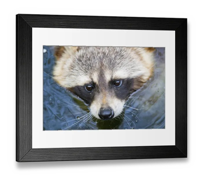 Framed Print : Common raccoon (Procyon lotor) in the water of a little lake
