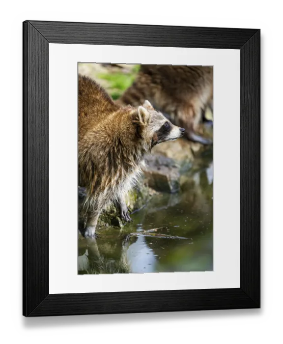 Framed Print : Common raccoon (Procyon lotor) on the watershore