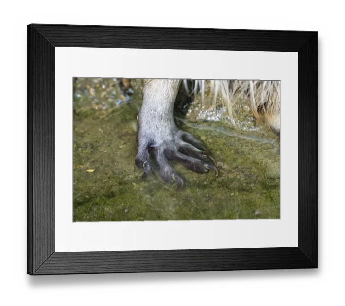 Framed Print : Common raccoon (Procyon lotor)