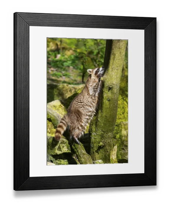 Framed Print : Common raccoon (Procyon lotor) climbing up a tree Framed Print : Common raccoon (Procyon lotor) climbing up a tree