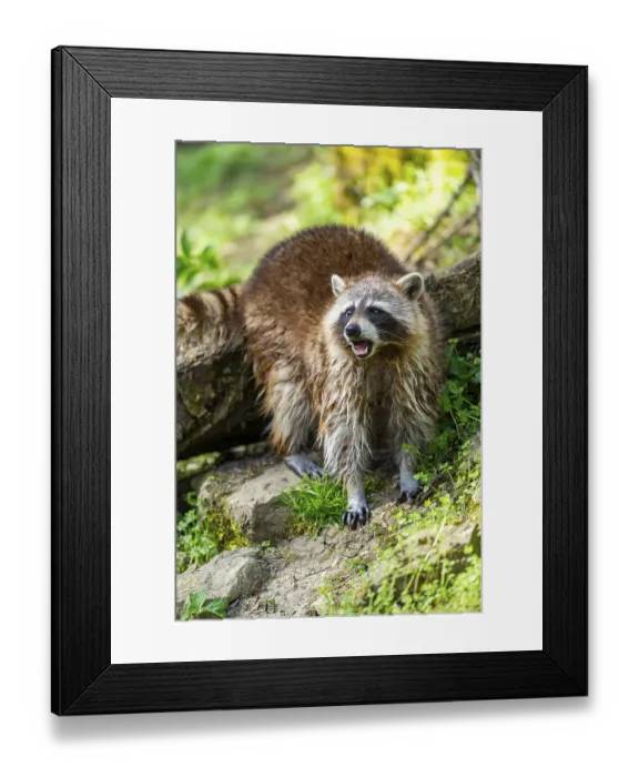 Framed Print : Common raccoon (Procyon lotor) standing on the ground