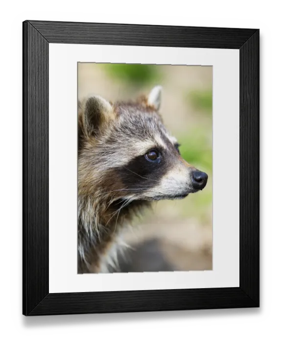 Framed Print : Common raccoon (Procyon lotor)