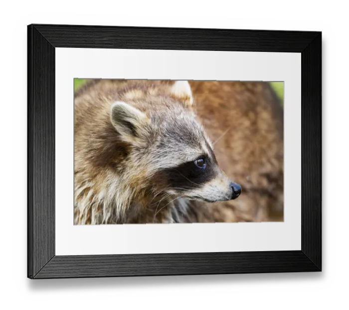 Framed Print : Common raccoon (Procyon lotor) Framed Print : Common raccoon (Procyon lotor)