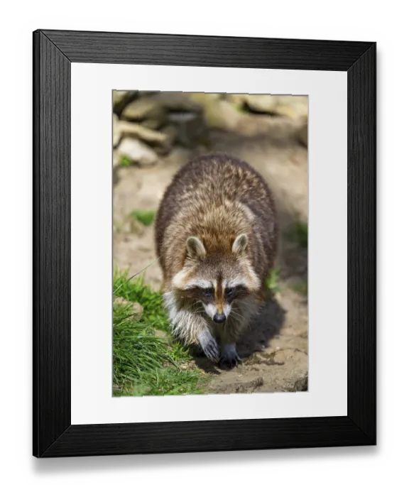 Framed Print : Common raccoon (Procyon lotor) walking on the ground