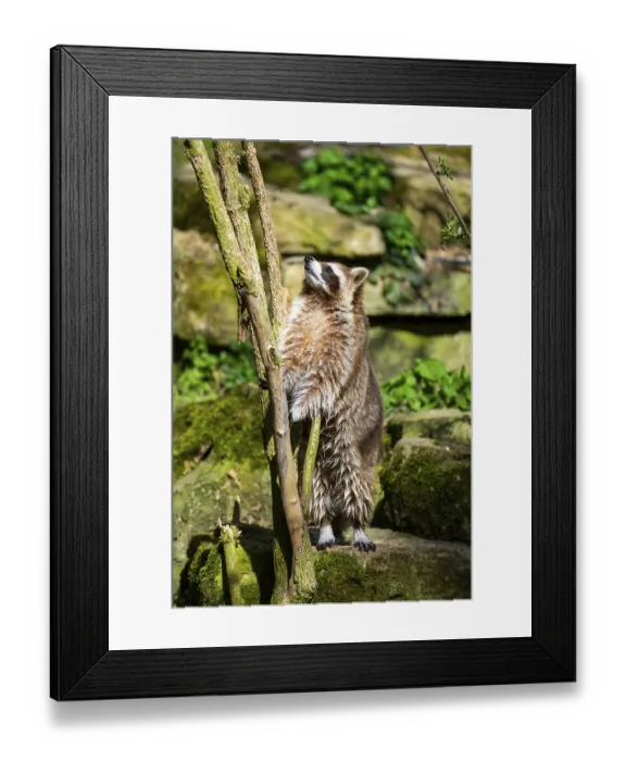 Framed Print : Common raccoon (Procyon lotor) climbing up a tree