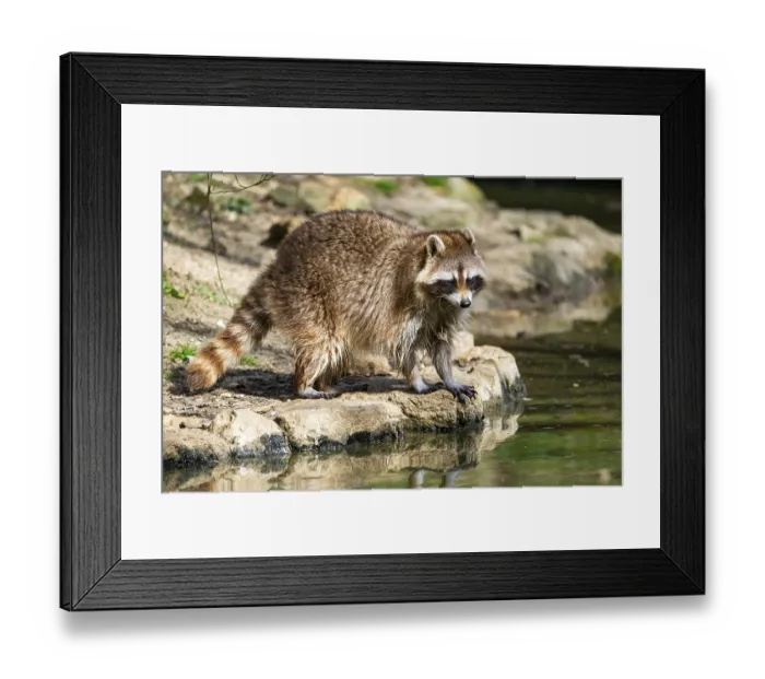 Framed Print : Common raccoon (Procyon lotor) on the watershore