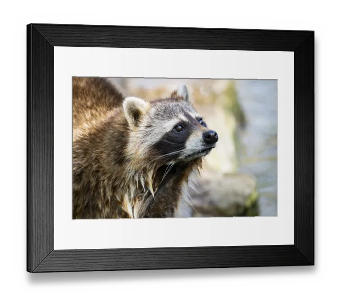 Framed Print : Common raccoon (Procyon lotor)