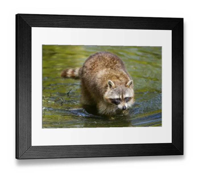Framed Print : Common raccoon (Procyon lotor) in the water of a little lake Framed Print : Common raccoon (Procyon lotor) in the water of a little lake