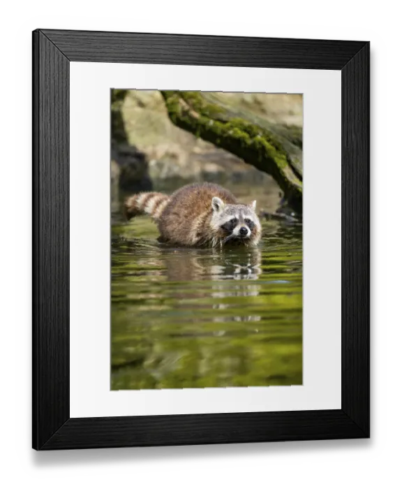 Framed Print : Common raccoon (Procyon lotor) in the water of a little lake Framed Print : Common raccoon (Procyon lotor) in the water of a little lake