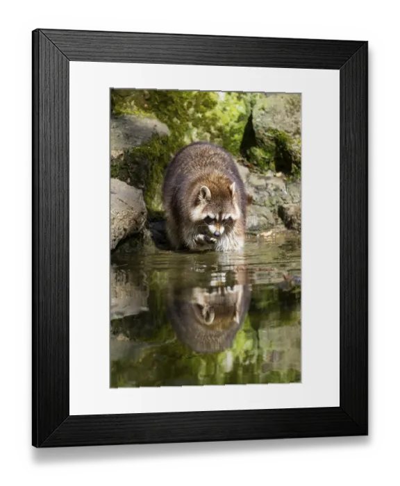 Framed Print : Common raccoon (Procyon lotor) on the watershore