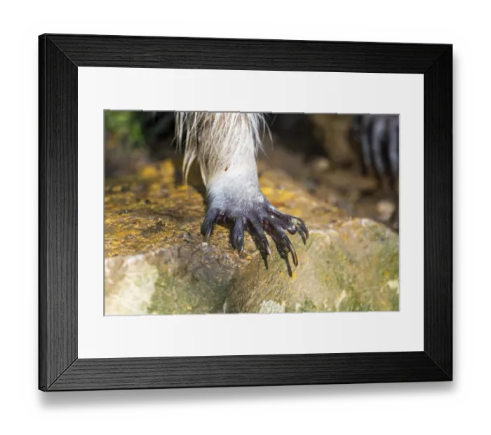 Framed Print : Common raccoon (Procyon lotor) Framed Print : Common raccoon (Procyon lotor)