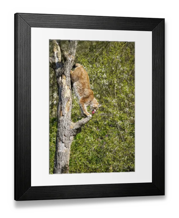 Framed Print : Eurasian lynx (Lynx lynx) climbing on a tree Framed Print : Eurasian lynx (Lynx lynx) climbing on a tree