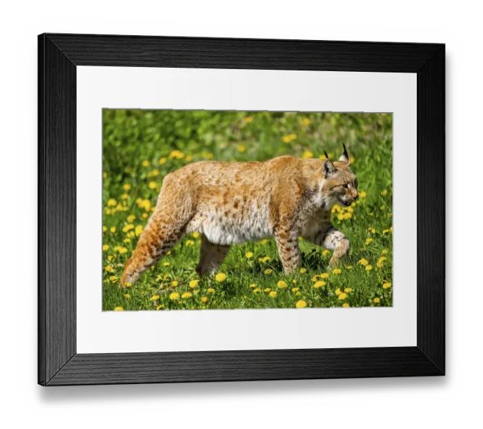 Framed Print : Eurasian lynx (Lynx lynx), walking on a meadow