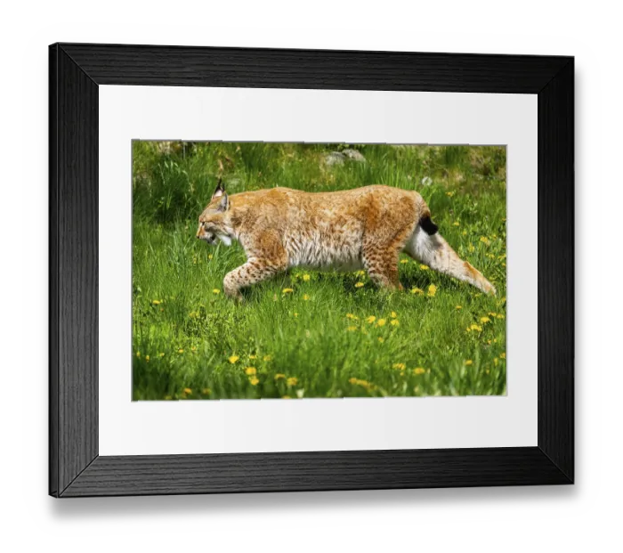 Framed Print : Eurasian lynx (Lynx lynx), walking on a meadow