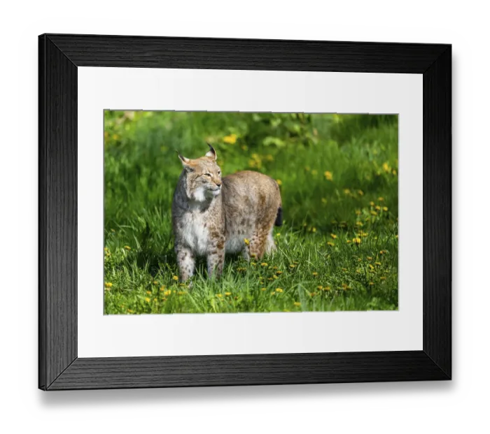 Framed Print : Eurasian lynx (Lynx lynx), walking on a meadow Framed Print : Eurasian lynx (Lynx lynx), walking on a meadow