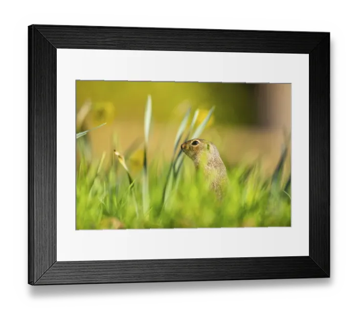 Framed Print : European ground squirrel (Spermophilus citellus) on a meadow Framed Print : European ground squirrel (Spermophilus citellus) on a meadow