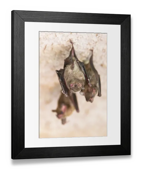 Framed Print : Lesser mouse-eared myotis (Myotis blythii) bats hanging on a wall Framed Print : Lesser mouse-eared myotis (Myotis blythii) bats hanging on a wall