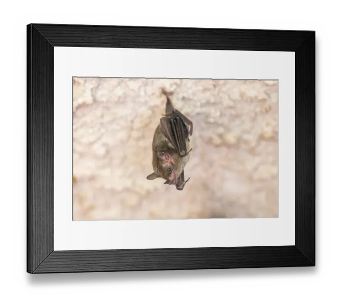 Framed Print : Lesser mouse-eared myotis (Myotis blythii) bat hanging on a wall