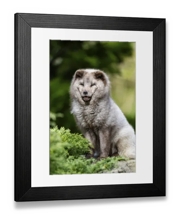 Framed Print : Arctic fox (Vulpes lagopus) sitting on a rock
