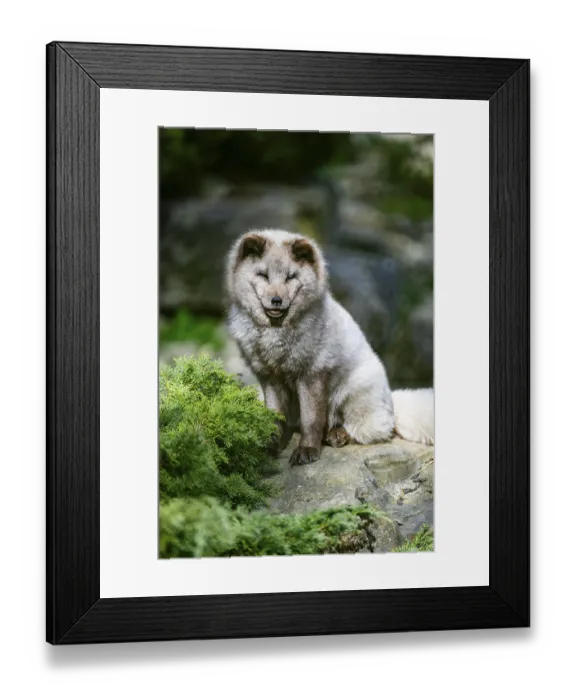 Framed Print : Arctic fox (Vulpes lagopus) sitting on a rock Framed Print : Arctic fox (Vulpes lagopus) sitting on a rock