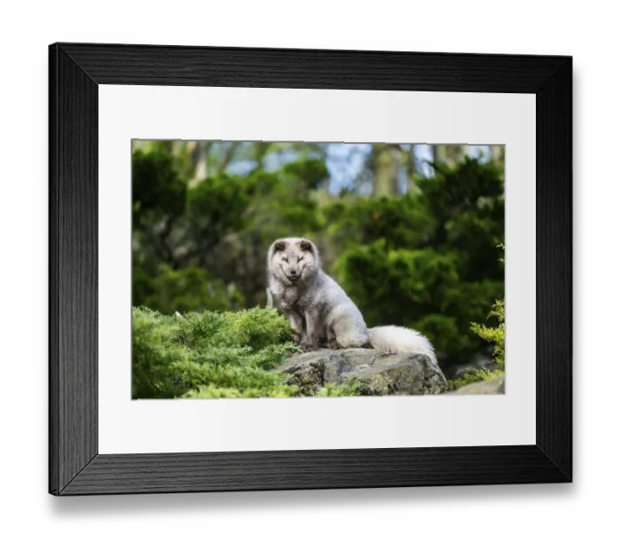 Framed Print : Arctic fox (Vulpes lagopus) sitting on a rock