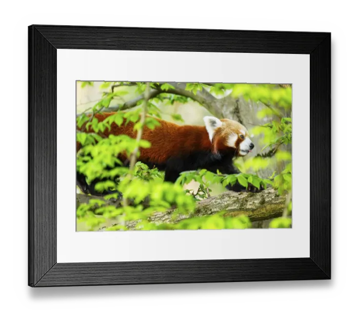 Framed Print : Red panda (Ailurus fulgens) walking on a tree Framed Print : Red panda (Ailurus fulgens) walking on a tree