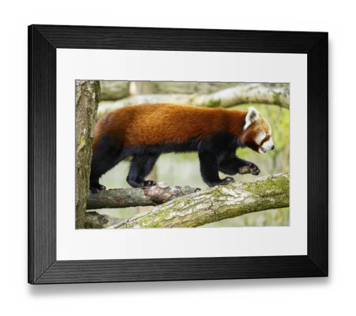 Framed Print : Red panda (Ailurus fulgens) walking on a tree