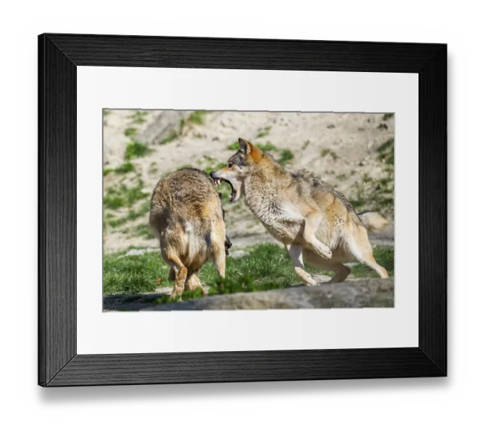 Framed Print : Eastern wolves (Canis lupus lycaon) arguing with each other