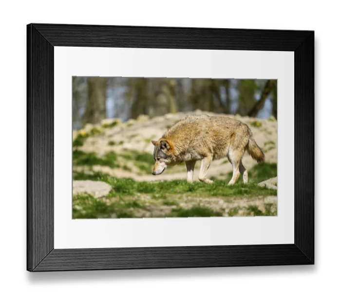 Framed Print : Eastern wolf (Canis lupus lycaon) walking on a meadow