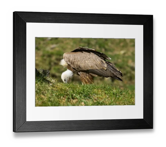 Framed Print : Eurasian griffon vulture (Gyps fulvus) standing on the ground