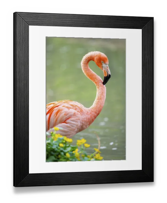 Framed Print : American flamingo (Phoenicopterus ruber)