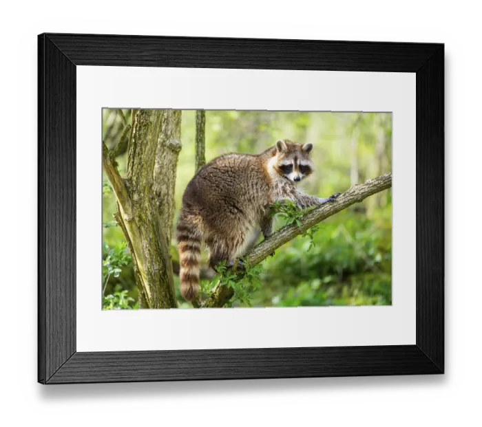 Framed Print : Common raccoon (Procyon lotor) climbing up a tree