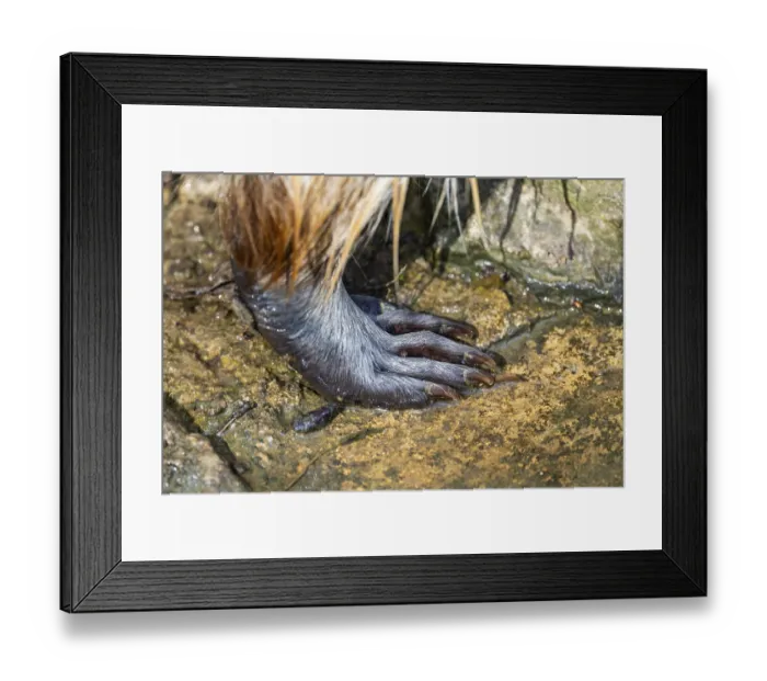Framed Print : Common raccoon (Procyon lotor) Framed Print : Common raccoon (Procyon lotor)