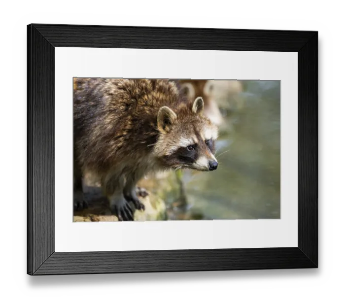 Framed Print : Common raccoon (Procyon lotor)