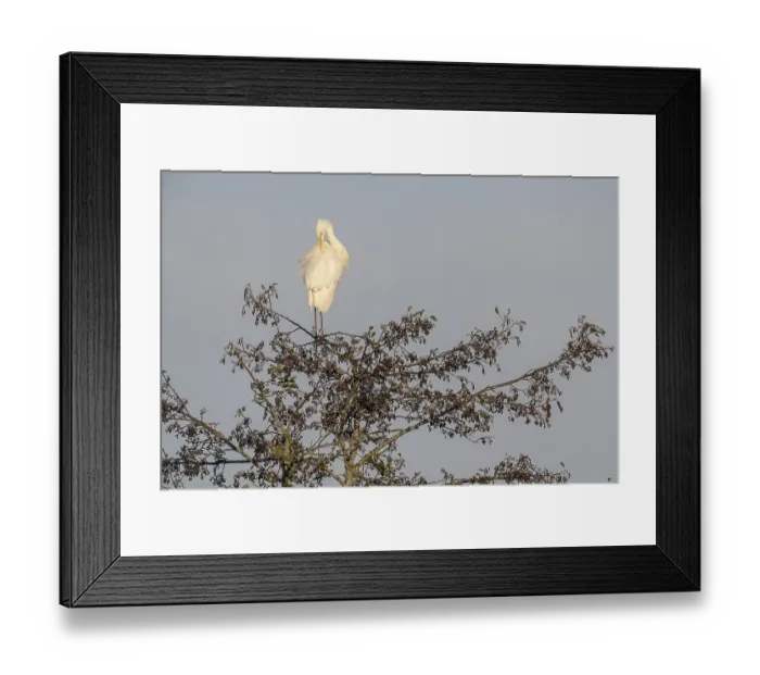 Framed Print : Great Egret (Ardea alba), Emsland