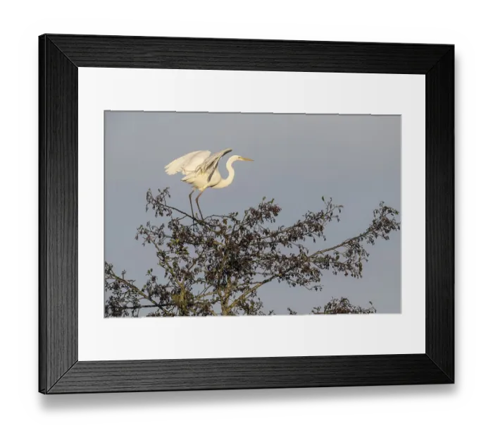 Framed Print : Great Egret (Ardea alba), Emsland