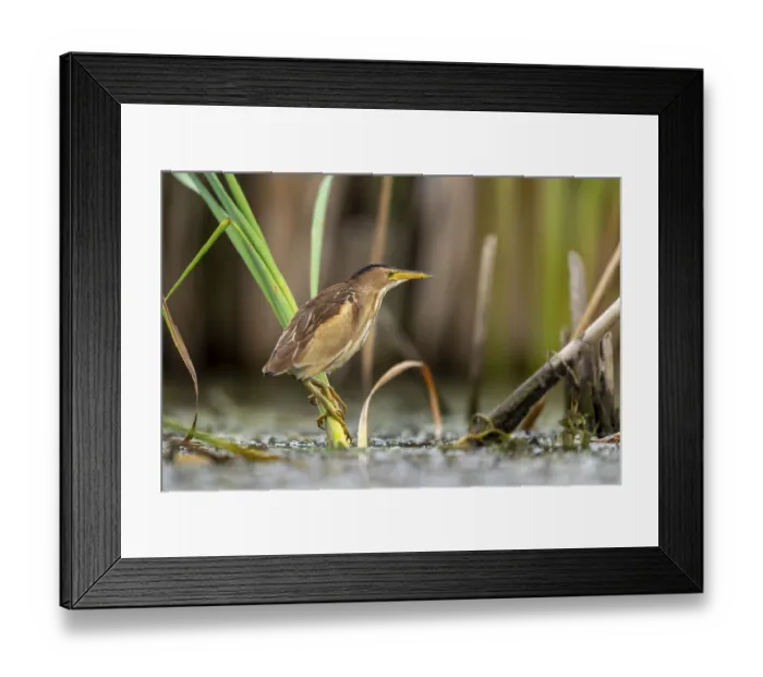 Framed Print : Little Bittern (Ixobrychus minutus) sitting on reed stalk Framed Print : Little Bittern (Ixobrychus minutus) sitting on reed stalk