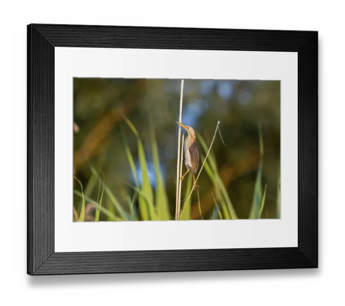 Framed Print : Little bittern (Ixobrychus minutus)