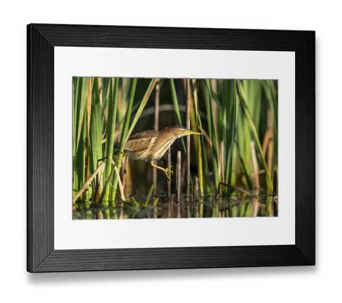 Framed Print : Little Bittern (Ixobrychus minutus)