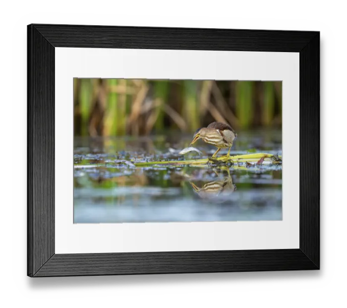 Framed Print : Little Bittern (Ixobrychus minutus)